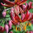 Lilie zlatohlavá 'Claude Shride' - Lilium martagon 'Claude Shride'