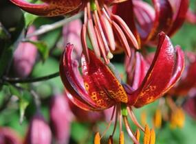 Lilie zlatohlavá 'Claude Shride' - Lilium martagon 'Claude Shride'