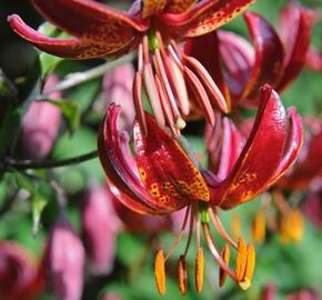 Lilie zlatohlavá 'Claude Shride' - Lilium martagon 'Claude Shride'