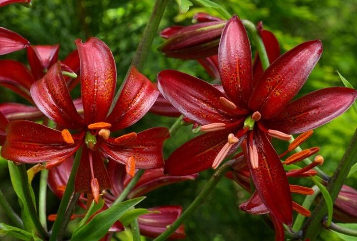 Lilie zlatohlavá 'Claude Shride' - Lilium martagon 'Claude Shride'