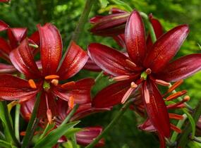 Lilie zlatohlavá 'Claude Shride' - Lilium martagon 'Claude Shride'