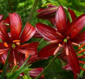 Lilie zlatohlavá 'Claude Shride' - Lilium martagon 'Claude Shride'