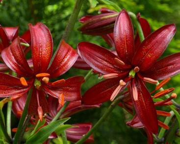 Lilie zlatohlavá 'Claude Shride'