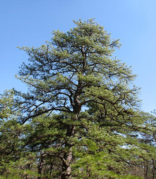 Borovice tuhá - Pinus rigida