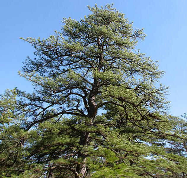 Borovice tuhá - Pinus rigida