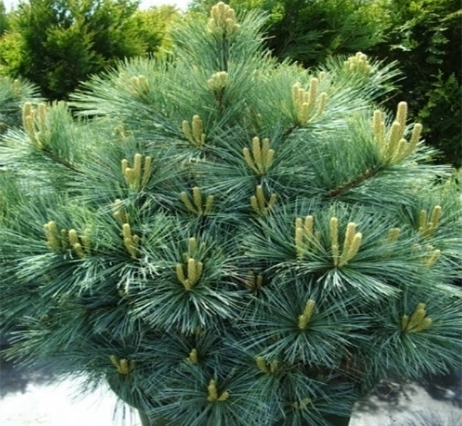 Borovice vejmutovka 'Radiata' - Pinus strobus 'Radiata'