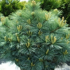 Borovice vejmutovka 'Radiata' - Pinus strobus 'Radiata'