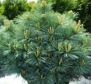 Borovice vejmutovka 'Radiata' - Pinus strobus 'Radiata'