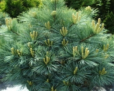 Borovice vejmutovka 'Radiata'