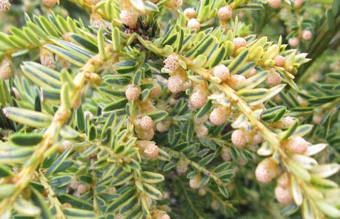Tis červený 'Adpressa Variegata' - Taxus baccata 'Adpressa Variegata'
