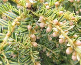 Tis červený 'Adpressa Variegata'