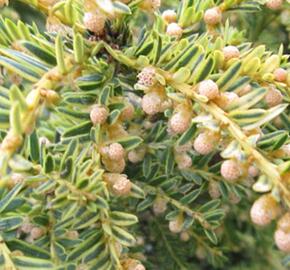 Tis červený 'Adpressa Variegata'