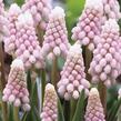 Modřenec arménský 'Pink Sunrise' - Muscari armeniacum 'Pink Sunrise'