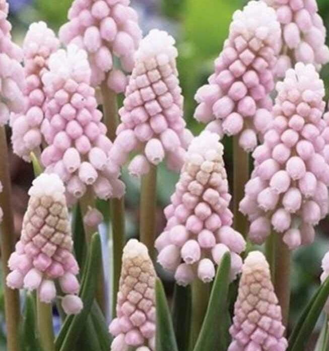 Modřenec arménský 'Pink Sunrise' - Muscari armeniacum 'Pink Sunrise'