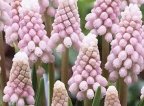 Modřenec arménský 'Pink Sunrise' - Muscari armeniacum 'Pink Sunrise'