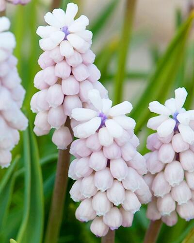 Modřenec arménský 'Pink Sunrise' - Muscari armeniacum 'Pink Sunrise'