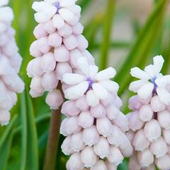 Modřenec arménský 'Pink Sunrise' - Muscari armeniacum 'Pink Sunrise'