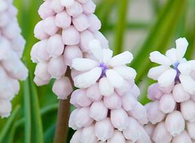 Modřenec arménský 'Pink Sunrise' - Muscari armeniacum 'Pink Sunrise'