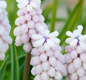 Modřenec arménský 'Pink Sunrise' - Muscari armeniacum 'Pink Sunrise'