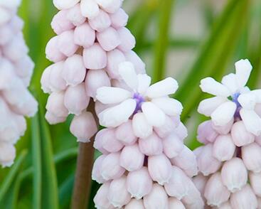 Modřenec arménský 'Pink Sunrise'