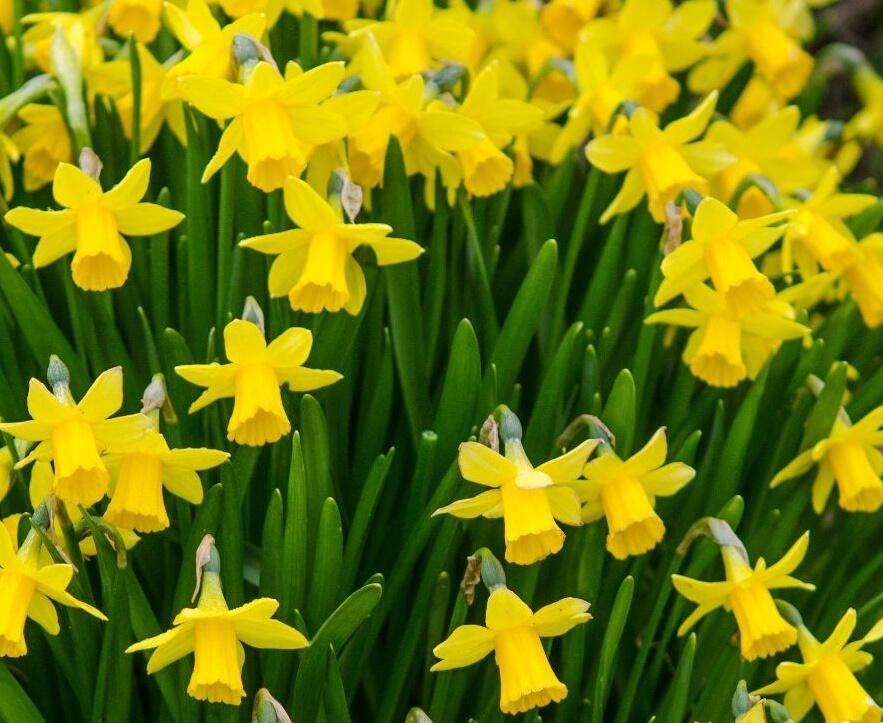 Narcis 'Tete a Tete' - Narcissus miscellaneous 'Tete a Tete'