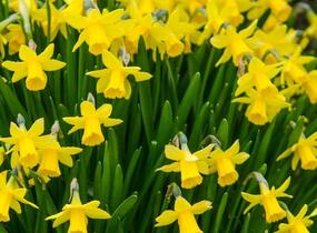 Narcis 'Tete a Tete' - Narcissus miscellaneous 'Tete a Tete'