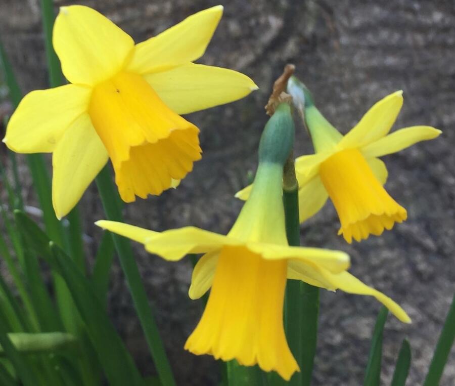Narcis 'Tete a Tete' - Narcissus miscellaneous 'Tete a Tete'