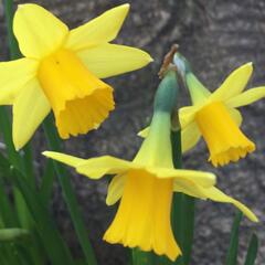Narcis 'Tete a Tete' - Narcissus Miscellaneous 'Tete a Tete'