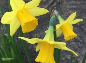 Narcis 'Tete a Tete' - Narcissus miscellaneous 'Tete a Tete'