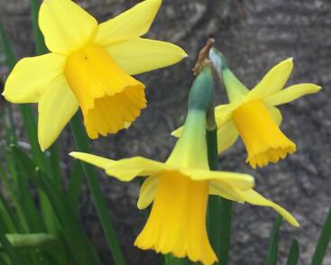 Narcis 'Tete a Tete'