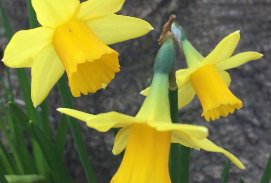 Narcis 'Tete a Tete' - Narcissus miscellaneous 'Tete a Tete'