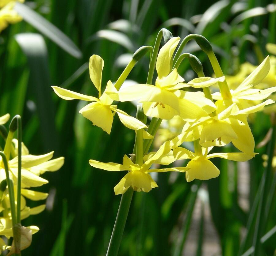 Narcis triandrus 'Hawera' - Narcissus triandrus 'Hawera'