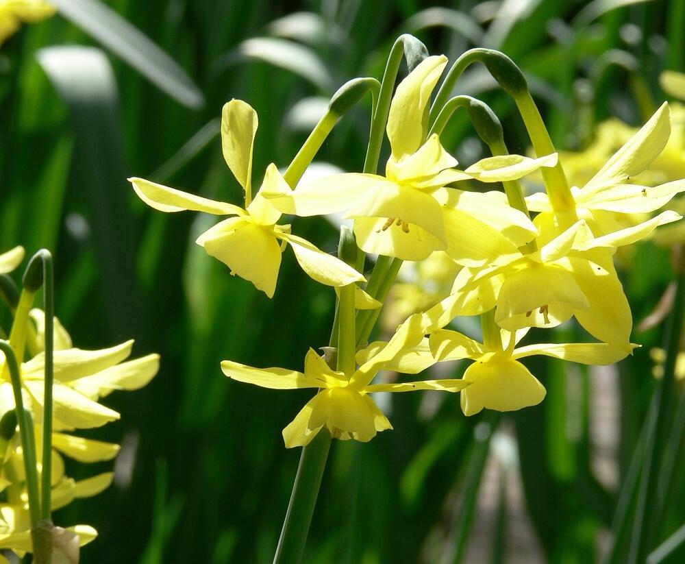 Narcis trojmužný 'Hawera' - Narcissus triandrus 'Hawera'