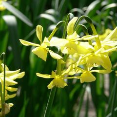 Narcis triandrus 'Hawera' - Narcissus triandrus 'Hawera'