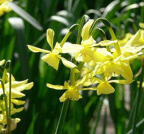 Narcis Triandrus 'Hawera' - Narcissus Triandrus 'Hawera'