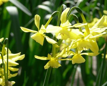 Narcis trojmužný 'Hawera'