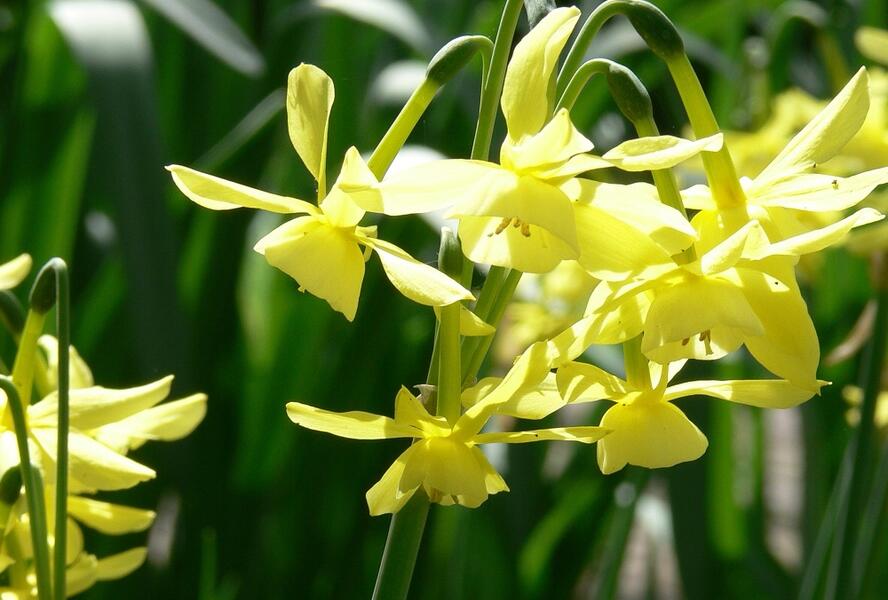 Narcis trojmužný 'Hawera' - Narcissus triandrus 'Hawera'