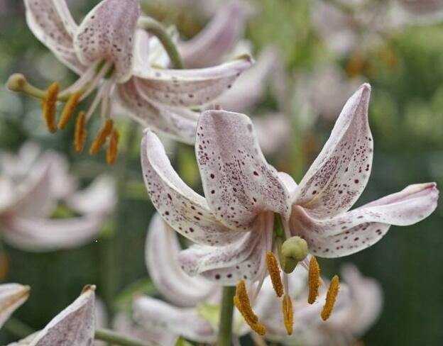 Lilie zlatohlavá 'Pink Morning' - Lilium martagon 'Pink Morning'