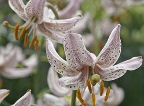 Lilie zlatohlavá 'Pink Morning' - Lilium martagon 'Pink Morning'