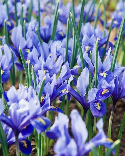 Kosatec síťkovaný 'Alida' - Iris reticulata 'Alida'