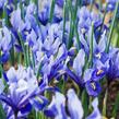 Kosatec síťkovaný 'Alida' - Iris reticulata 'Alida'