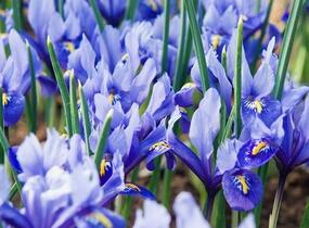 Kosatec síťkovaný 'Alida' - Iris reticulata 'Alida'