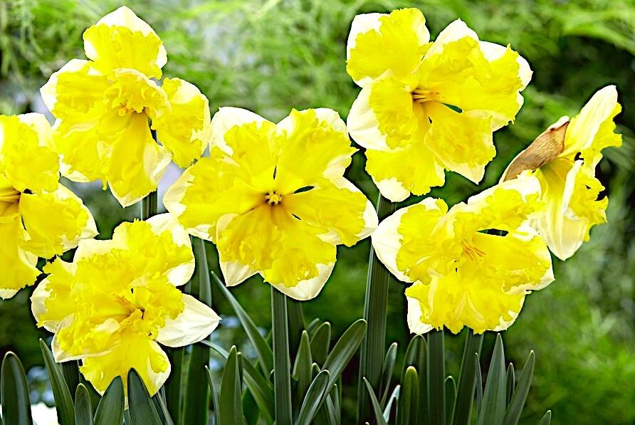 Narcis 'Banana Splash' - Narcissus 'Banana Splash'