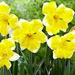 Narcis 'Banana Splash' - Narcissus 'Banana Splash'