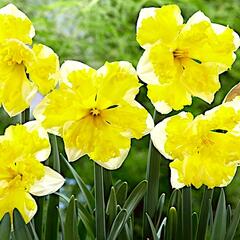 Narcis 'Banana Splash' - Narcissus 'Banana Splash'