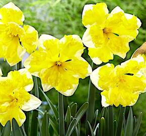 Narcis 'Banana Splash' - Narcissus 'Banana Splash'