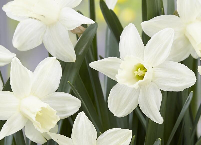 Narcis 'Ice Baby' - Narcissus 'Ice Baby'