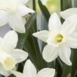 Narcis 'Ice Baby' - Narcissus 'Ice Baby'