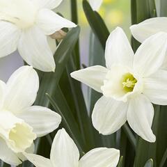 Narcis 'Ice Baby' - Narcissus 'Ice Baby'