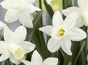 Narcis 'Ice Baby' - Narcissus 'Ice Baby'
